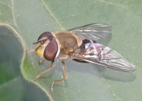 Syrphidae : femmina di Syrphus sp.? S, di Syrphus vitripennis